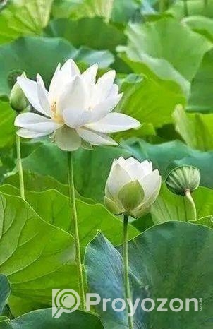 পদ্মফুলের বীজ