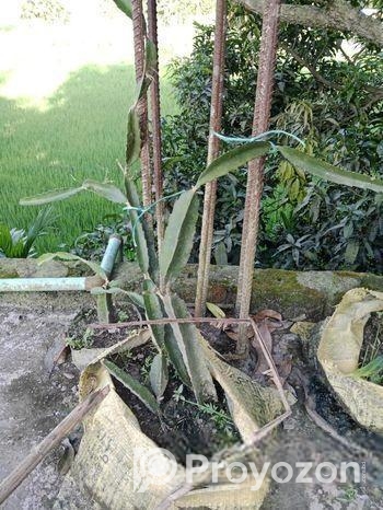ড্রাগন চারা