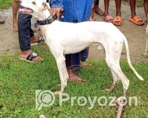 fitted-62_2025-09-29_10-38-39