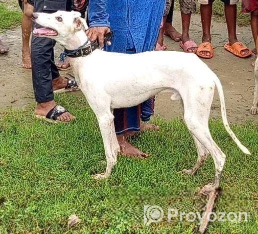 Sarail Hound