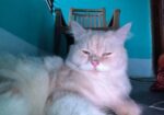 Persian Cat