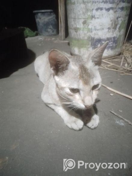 CAT Adoption