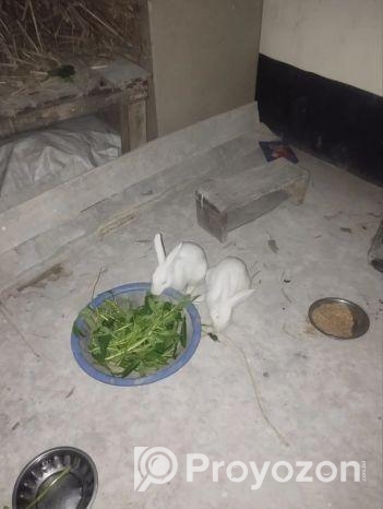 খরগোশ বিক্রি