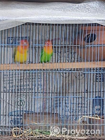 Male bird for sell