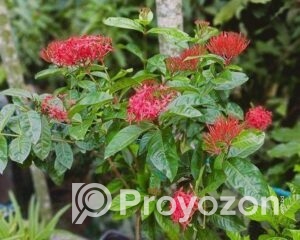 fitted-64_2025-09-28_16-58-53