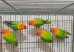 Male bird for sell