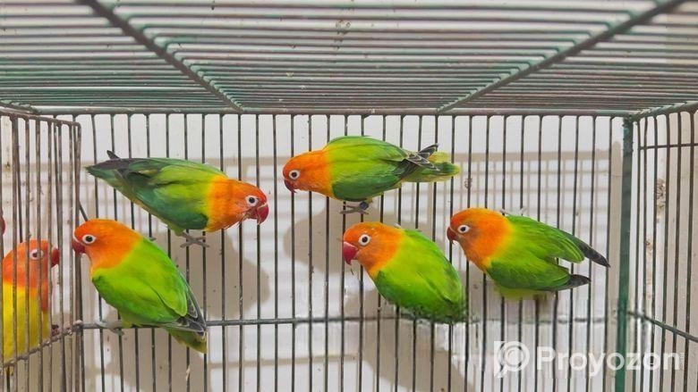 Male bird for sell
