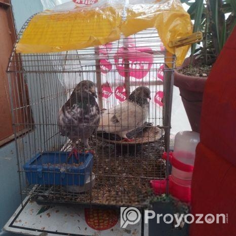 Kobutor For Sale