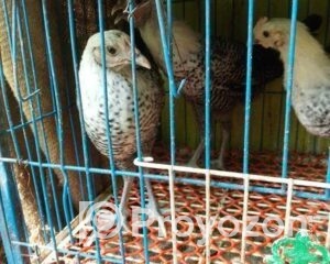 fitted-67_2025-09-19_23-52-47