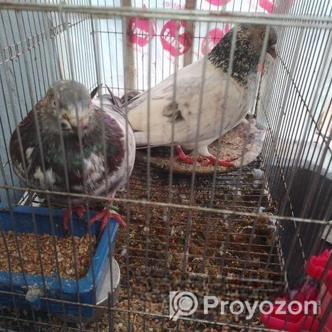 Kobutor For Sale
