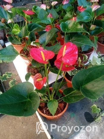 Anthurium gass