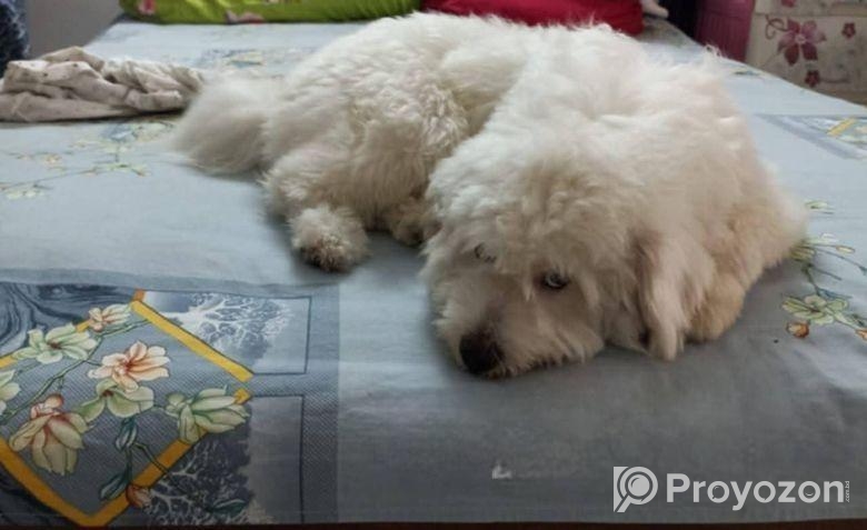 Dog Lasa