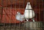 Bird sell
