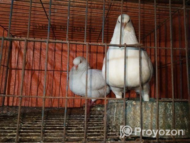 Bird sell