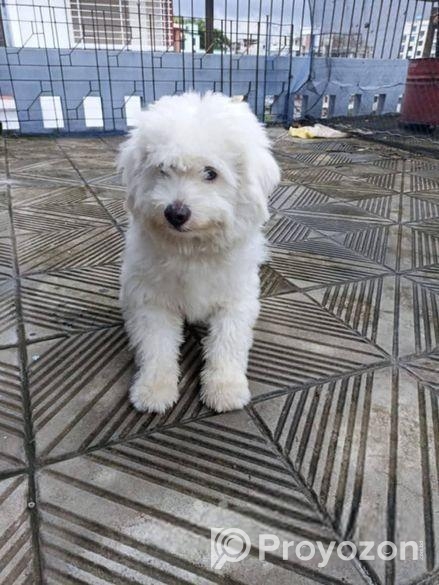 Dog Lasa