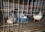 Bird sell