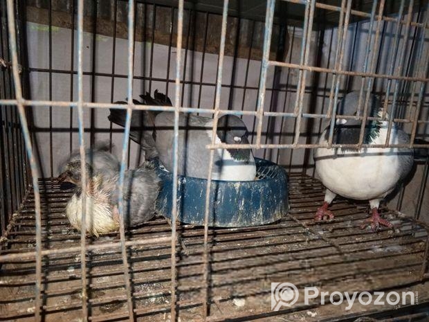 Bird sell