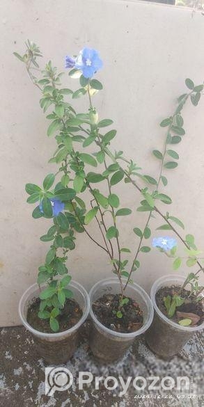 নাগচাপা ও ব্লু ডেইজি চারা গাছ