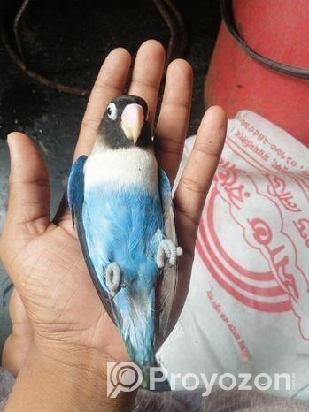 Love Bird