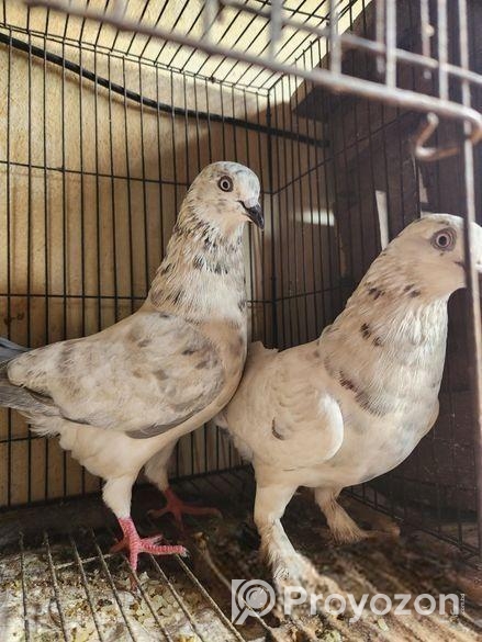 রাজশাহী গিরিবাজ