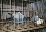 Bird sell