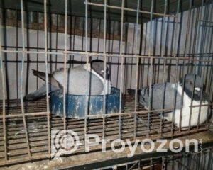 fitted-70_2025-09-29_10-46-44