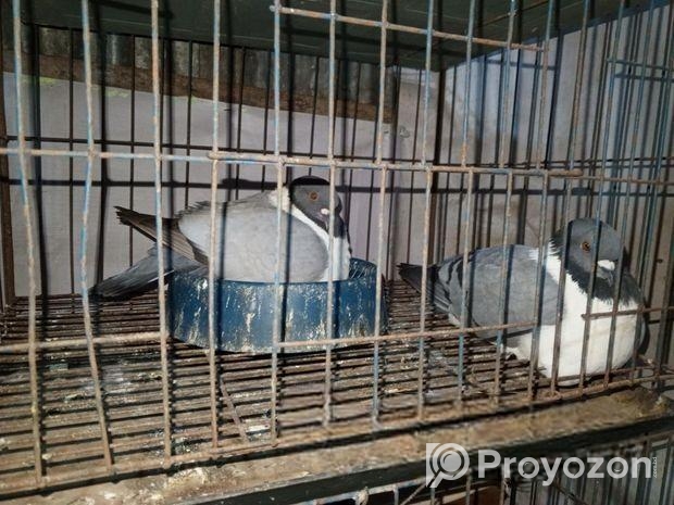 Bird sell