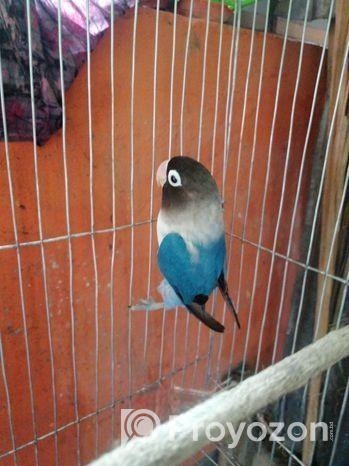 Love Bird