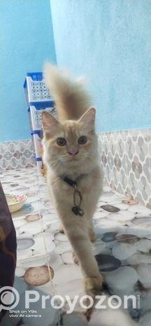 Cat Sell