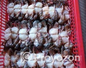 fitted-71_2025-09-20_11-47-20