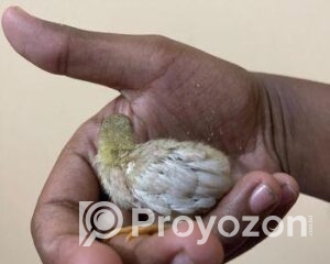 fitted-71_2025-09-25_12-14-40