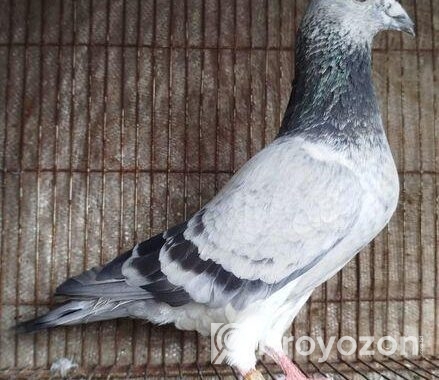 Afsan Grizel আফসান গ্রিজেল রেসার