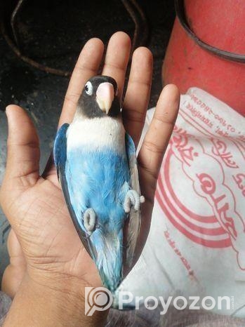 Love Bird