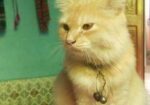 Cat Sell