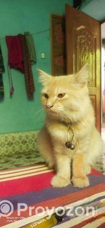 Cat Sell