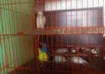 Lotiono Red Eyes Birds