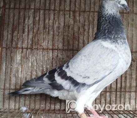 Afsan Grizel আফসান গ্রিজেল রেসার