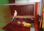 Lotiono Red Eyes Birds