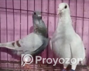 fitted-73_2025-09-25_12-17-16