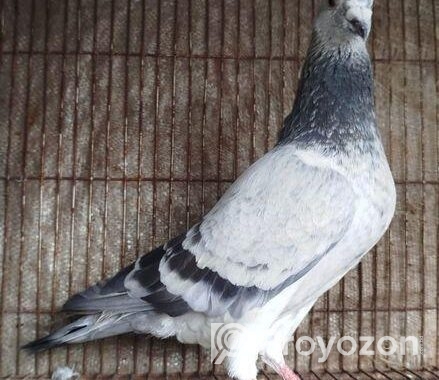Afsan Grizel আফসান গ্রিজেল রেসার
