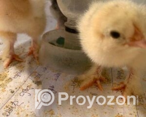 fitted-75_2025-09-20_00-04-45