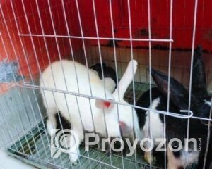 fitted-75_2025-09-29_10-50-54