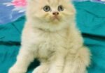 High Quality Persian Kitten