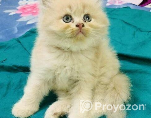 High Quality Persian Kitten