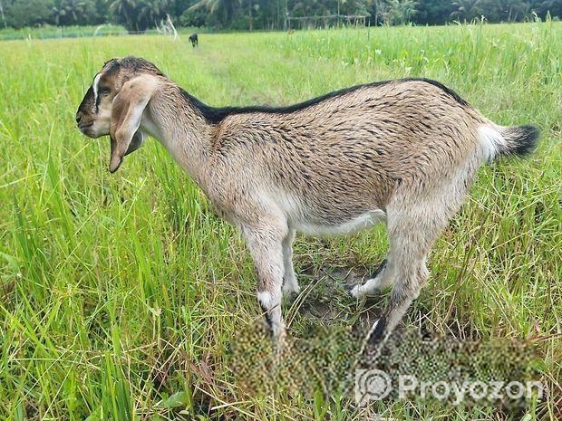 দুইটি ছাগলের বাচ্চা বিক্রি হবে