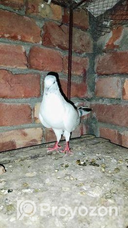 ক্রশ বিদেশি