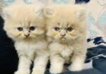 High Quality Persian Kitten
