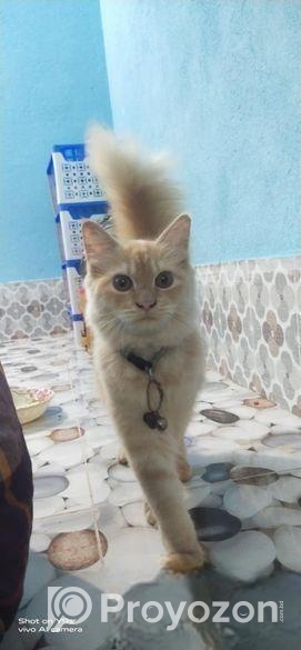 Cat Sell