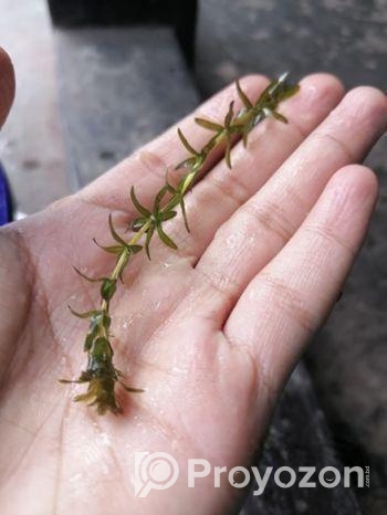 Densa Plant