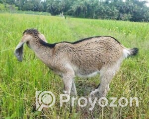 fitted-77_2025-09-25_12-22-25